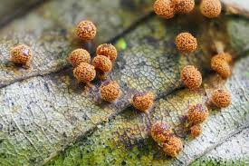 Attēlu rezultāti vaicājumam “Physarum, Nannengaella sp.”