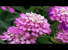 Image result for Iberis umbellata