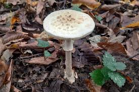 Attēlu rezultāti vaicājumam “Amanita citrina”