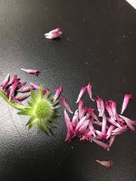 Attēlu rezultāti vaicājumam “Knautia arvensis bud”