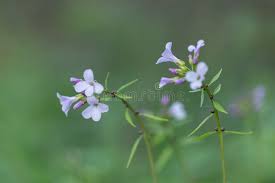 Attēlu rezultāti vaicājumam “Cardamine bulbifera leaf”