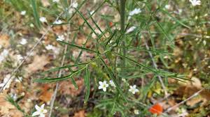 Attēlu rezultāti vaicājumam “Sisymbrium altissimum leaf”