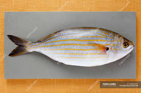 Image result for Sarpa salpa