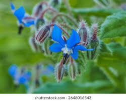Attēlu rezultāti vaicājumam “Borago officinalis bud”