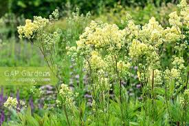 Attēlu rezultāti vaicājumam “Thalictrum lucidum”