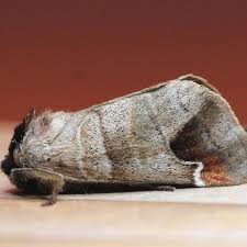 Attēlu rezultāti vaicājumam “Closterotomus biclavatus imago”