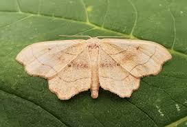 Attēlu rezultāti vaicājumam “Idaea emarginata”