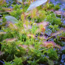Attēlu rezultāti vaicājumam “Drosera intermedia”