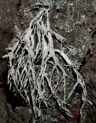 Attēlu rezultāti vaicājumam “Ramalina farinacea”