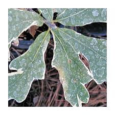 Attēlu rezultāti vaicājumam “Quercus robur leaf”