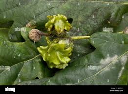 Attēlu rezultāti vaicājumam “Andricus quercuscorticis”