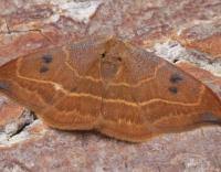 Attēlu rezultāti vaicājumam “Watsonalla binaria”