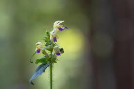 Attēlu rezultāti vaicājumam “Galeopsis speciosa flower”