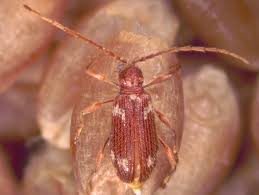 Attēlu rezultāti vaicājumam “Ptinus sp. female”