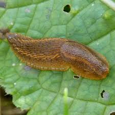 Attēlu rezultāti vaicājumam “Arion lusitanicus adult”