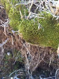 Attēlu rezultāti vaicājumam “Weissia brachycarpa”