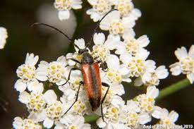 Attēlu rezultāti vaicājumam “Stenurella melanura”