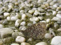 Attēlu rezultāti vaicājumam “Lasiommata megera underside”