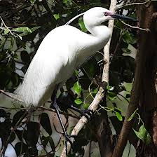 Image result for Egretta garzetta