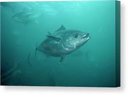 Image result for Thunnus maccoyii