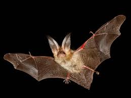 Attēlu rezultāti vaicājumam “Plecotus auritus”