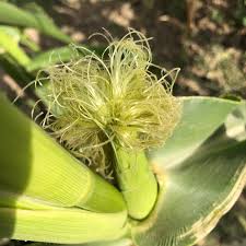 Attēlu rezultāti vaicājumam “Zea mays male flower”