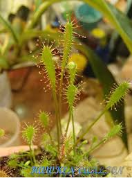 Attēlu rezultāti vaicājumam “Drosera anglica fruit”