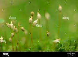 Attēlu rezultāti vaicājumam “Polytrichastrum formosum sporophyte”