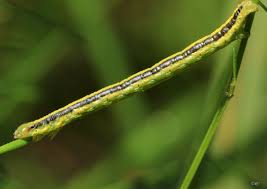 Attēlu rezultāti vaicājumam “Catarhoe cuculata”