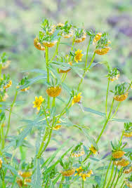 Attēlu rezultāti vaicājumam “Bidens cernua”