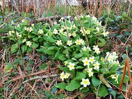 Image result for EXETER RAMBLING CLUB