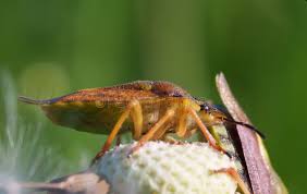 Attēlu rezultāti vaicājumam “Chlorochroa pinicola”