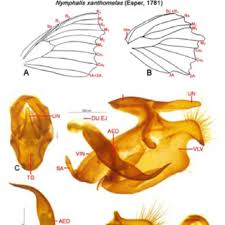 Attēlu rezultāti vaicājumam “Nymphalis xanthomelas underside”