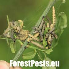 Attēlu rezultāti vaicājumam “Yponomeuta malinellus / cagnagella imago”