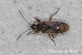 Attēlu rezultāti vaicājumam “Lygaeidae”