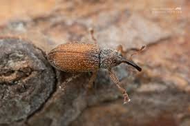 Attēlu rezultāti vaicājumam “Brachonyx pineti”