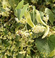 Attēlu rezultāti vaicājumam “Tilia x vulgaris”