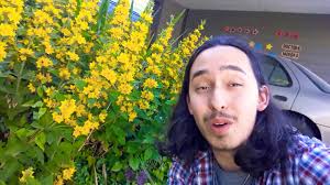 Attēlu rezultāti vaicājumam “Lysimachia punctata flower”