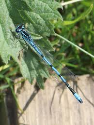 Attēlu rezultāti vaicājumam “Coenagrion puella male”