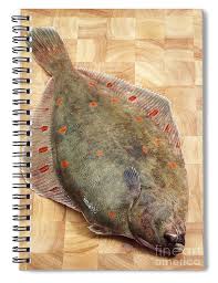 Image result for Pleuronectes platessa