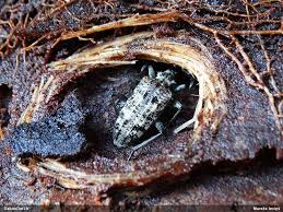 Attēlu rezultāti vaicājumam “Rhagium inquisitor”