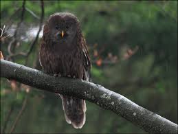 Attēlu rezultāti vaicājumam “Strix uralensis”