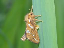 Attēlu rezultāti vaicājumam “Hepialidae”