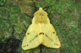 Attēlu rezultāti vaicājumam “Spilosoma lutea”