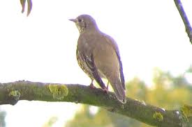 Attēlu rezultāti vaicājumam “Turdus viscivorus juvenile”