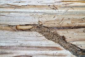 Attēlu rezultāti vaicājumam “Nematus salicis larva”