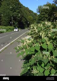 Attēlu rezultāti vaicājumam “Reynoutria japonica”