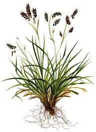 Attēlu rezultāti vaicājumam “Carex capillaris fruit”