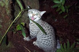 Attēlu rezultāti vaicājumam “Felis silvestris catus adult”