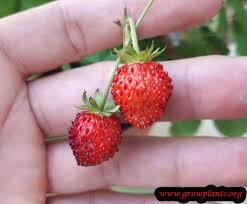 Attēlu rezultāti vaicājumam “Fragaria moschata”